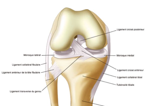 Traitement du Ligament Croisé Antérieur (LCA) - Rétablissement et Prévention