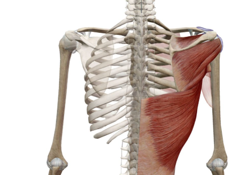 Traitement de la rupture de la coiffe des rotateurs